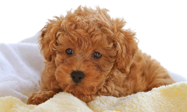 江苏香蕉视频APP下载宠物告诉您春天来临 主人们注意预防狗狗细小病毒